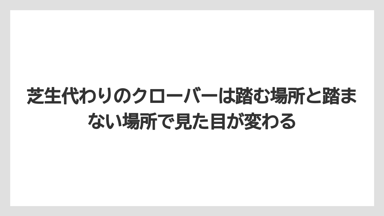 芝生代わりのクローバーは踏む場所と踏まない場所で見た目が変わる
