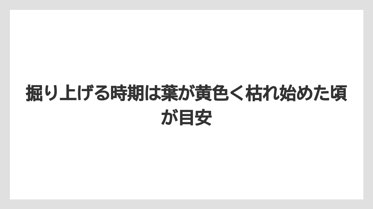 【栽培】【農園】【農業】掘り上げる時期は葉が黄色く枯れ始めた頃が目安