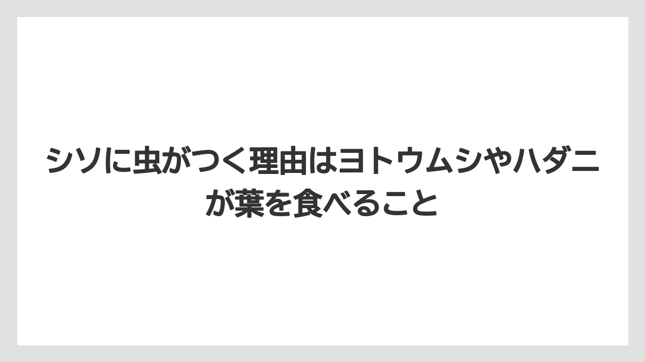【いけない】【大葉】【庭】【栽培】【植え】シソに虫がつく理由はヨトウムシやハダニが葉を食べること