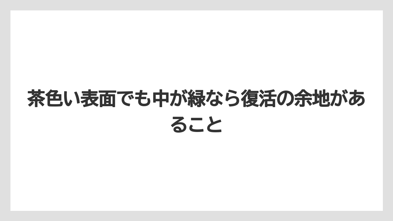 【まりも】【バラ】【栽培】茶色い表面でも中が緑なら復活の余地があること