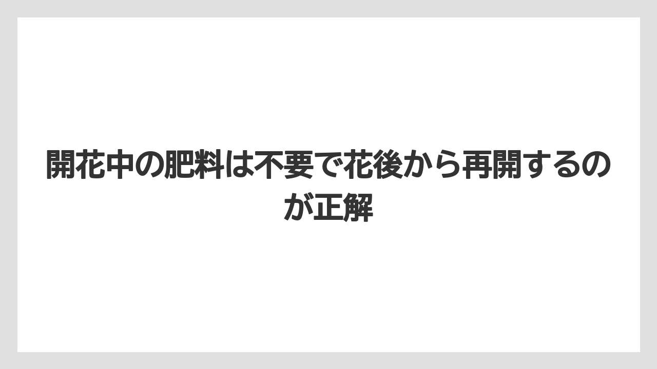 【サボテン】【栽培】【花】開花中の肥料は不要で花後から再開するのが正解
