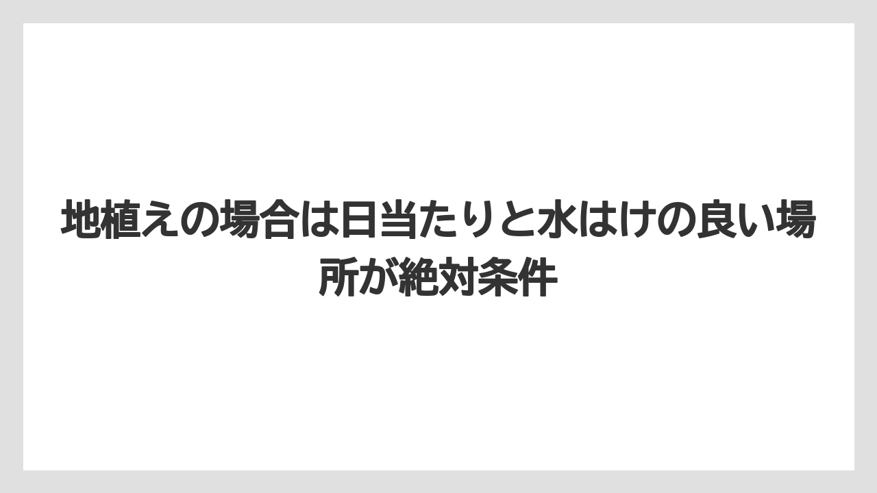 【デメリット】【庭】【栽培】【植え】【育て方】地植えの場合は日当たりと水はけの良い場所が絶対条件