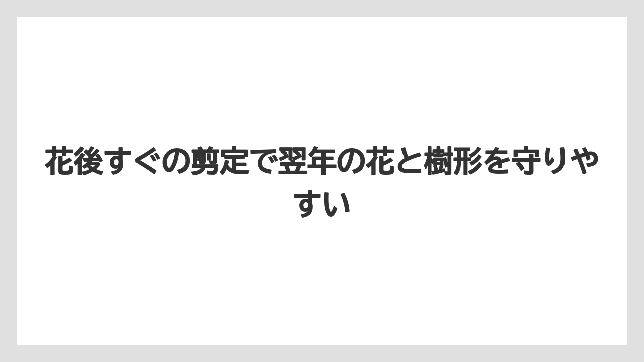 【栽培】【農園】【農業】花後すぐの剪定で翌年の花と樹形を守りやすい