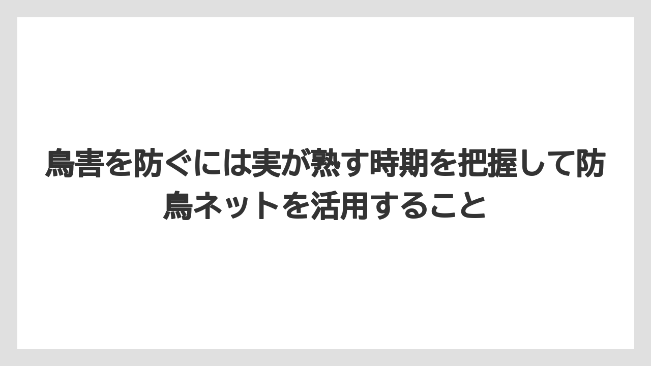 【オリーブ】【栽培】【農業】鳥害を防ぐには実が熟す時期を把握して防鳥ネットを活用すること