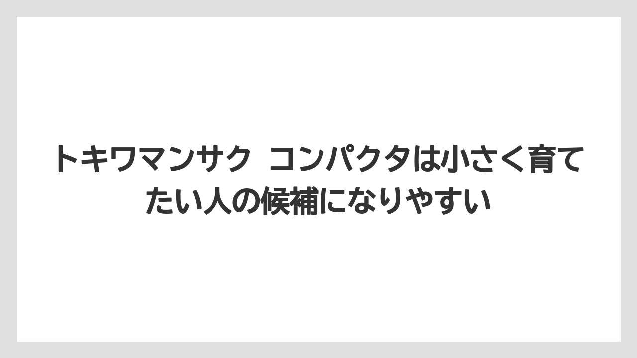 【栽培】【農園】【農業】トキワマンサク コンパクタは小さく育てたい人の候補になりやすい