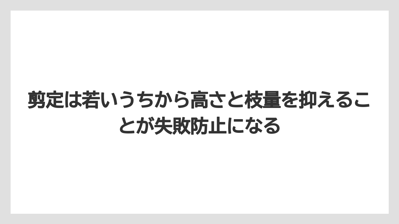 【いけない】【シマトネリコ】【栽培】【植え】剪定は若いうちから高さと枝量を抑えることが失敗防止になる