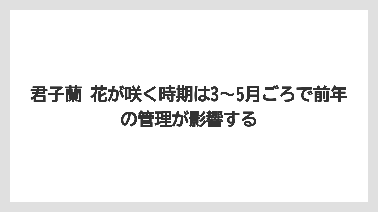 【栽培】【農園】【農業】君子蘭 花が咲く時期は3〜5月ごろで前年の管理が影響する