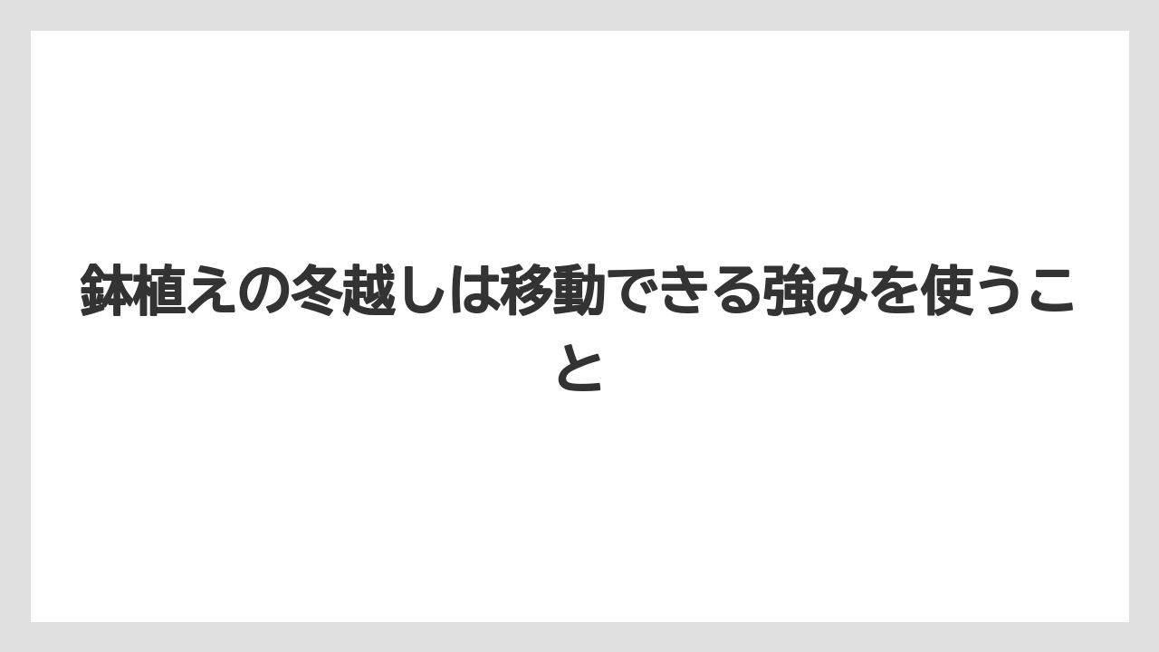 【栽培】【農園】【農業】鉢植えの冬越しは移動できる強みを使うこと