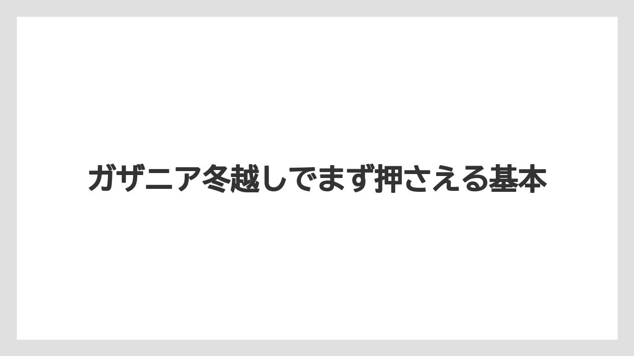 ガザニア冬越しでまず押さえる基本
