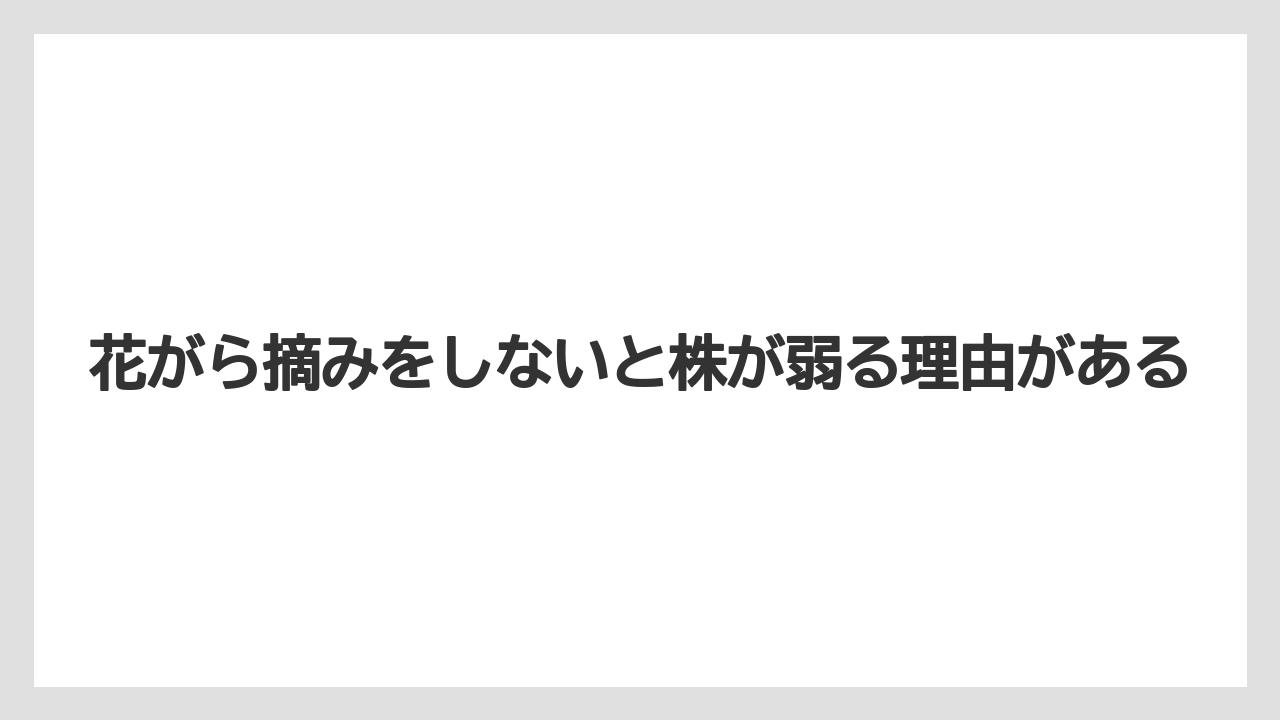 【サボテン】【栽培】【花】花がら摘みをしないと株が弱る理由がある