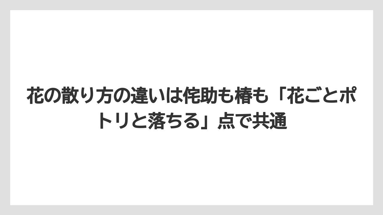 【栽培】【農園】【農業】花の散り方の違いは侘助も椿も「花ごとポトリと落ちる」点で共通