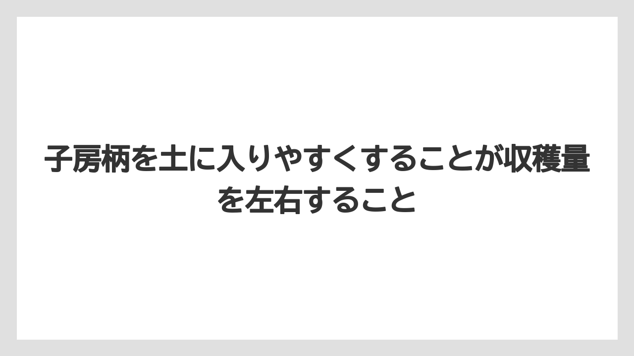 【栽培】【育て方】【花】【農業】子房柄を土に入りやすくすることが収穫量を左右すること