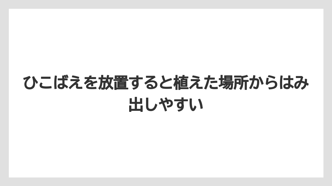 【栽培】【農園】【農業】ひこばえを放置すると植えた場所からはみ出しやすい