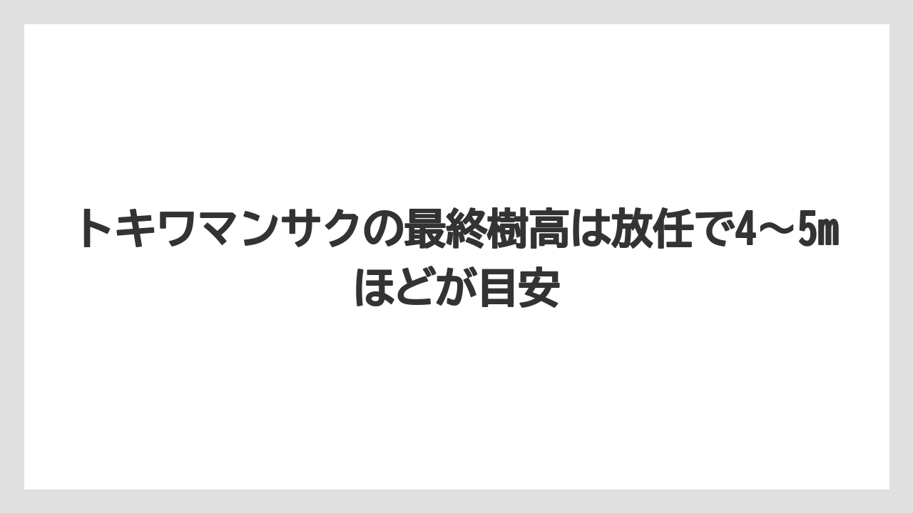 【栽培】【農園】【農業】トキワマンサクの最終樹高は放任で4〜5mほどが目安