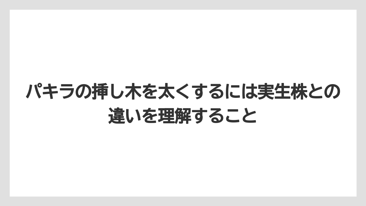 【パキラ】【木】【栽培】【育て方】パキラの挿し木を太くするには実生株との違いを理解すること