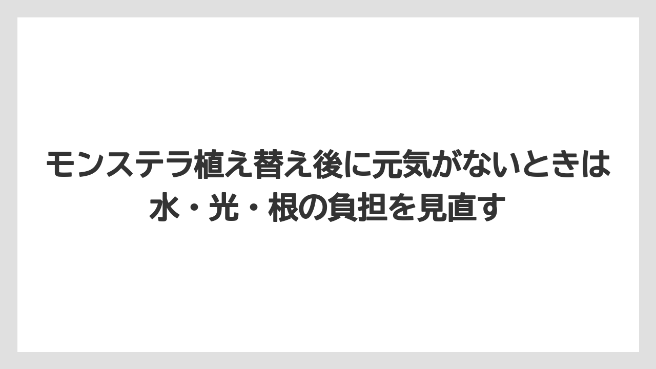 【モンステラ】【栽培】【農業】モンステラ植え替え後に元気がないときは水・光・根の負担を見直す