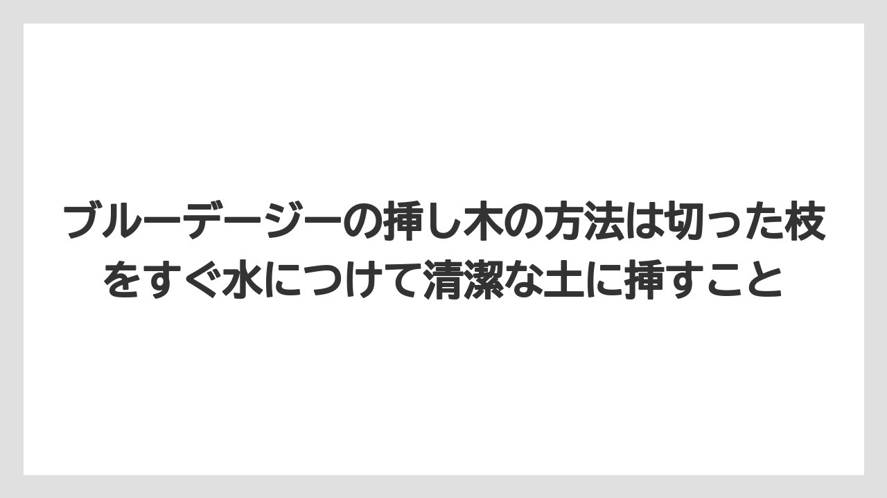 【栽培】【農園】【農業】ブルーデージーの挿し木の方法は切った枝をすぐ水につけて清潔な土に挿すこと