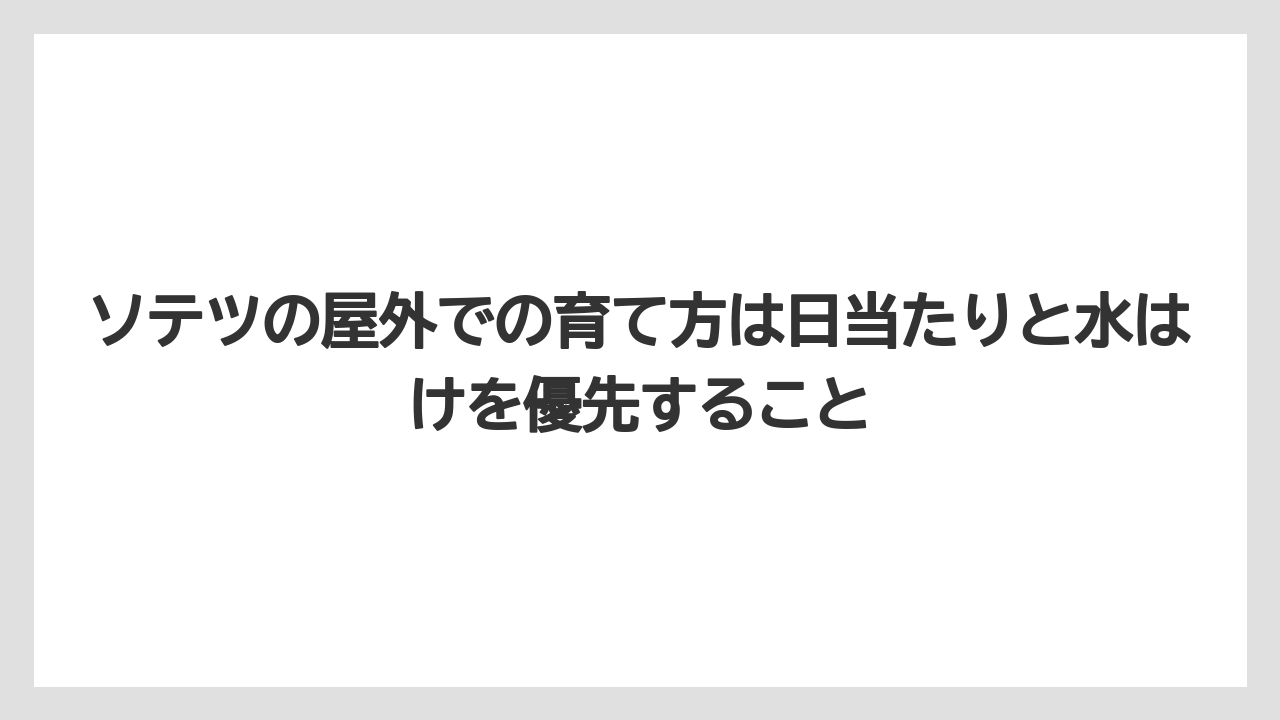 【アガベ】【バラ】【栽培】【猫】ソテツの屋外での育て方は日当たりと水はけを優先すること