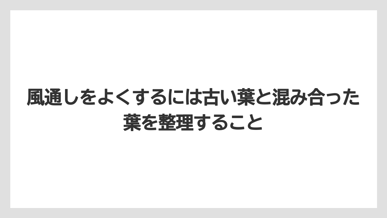 【コーヒー】【大葉】【栽培】【肥料】【農業】風通しをよくするには古い葉と混み合った葉を整理すること