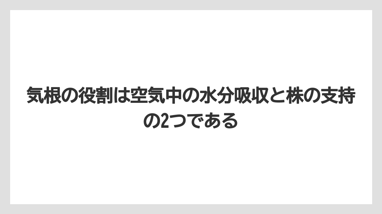 【ガジュマル】【剪定】【栽培】気根の役割は空気中の水分吸収と株の支持の2つである