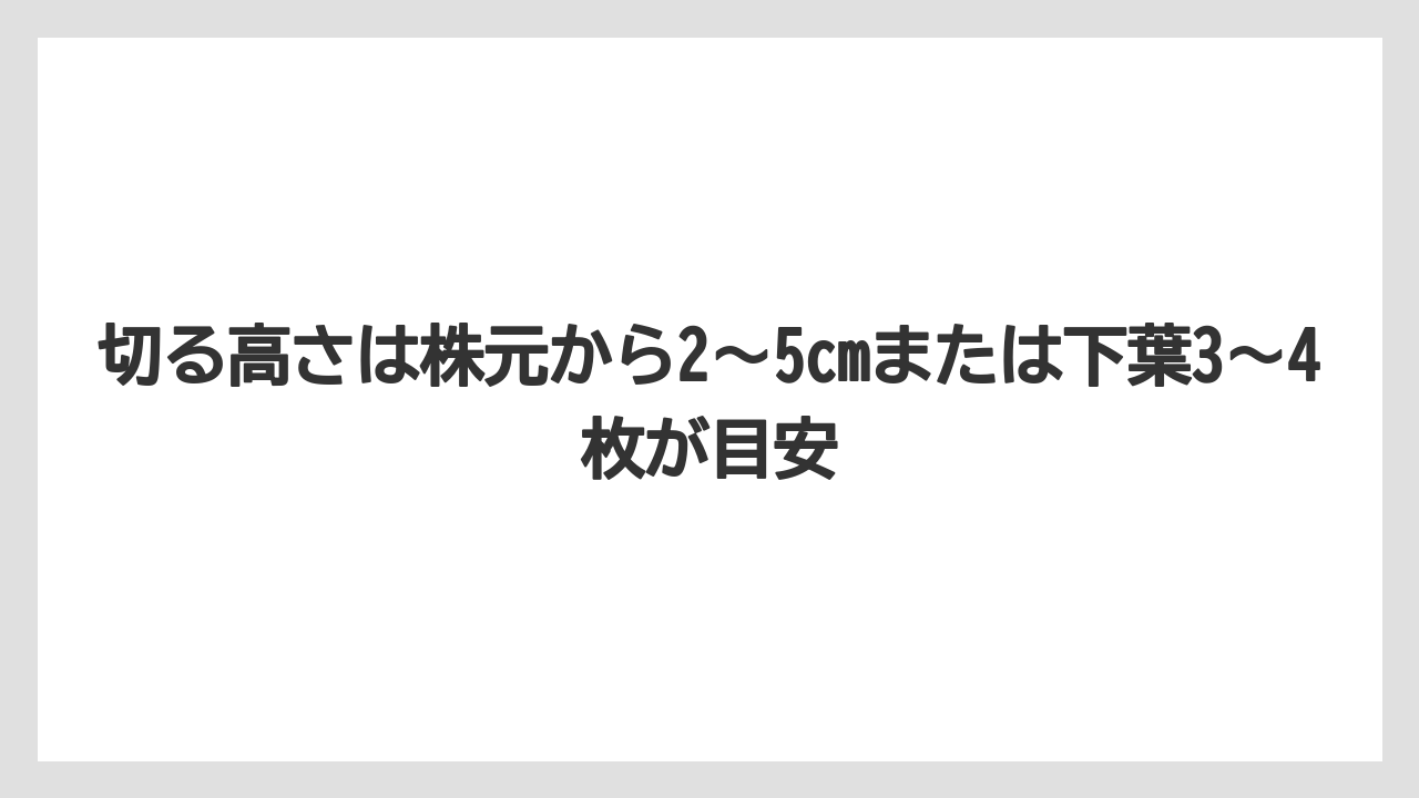 【栽培】【農園】【農業】切る高さは株元から2〜5cmまたは下葉3〜4枚が目安