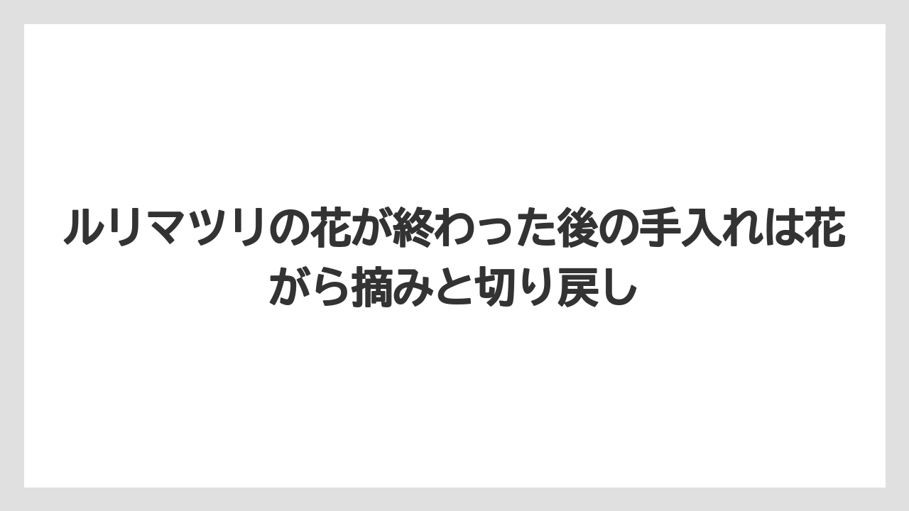 【いけない】【後悔】【栽培】【植え】ルリマツリの花が終わった後の手入れは花がら摘みと切り戻し