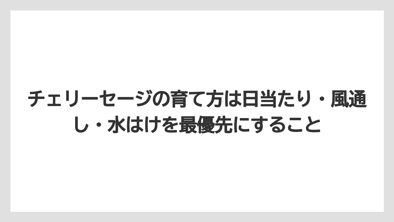 【栽培】【農園】【農業】チェリーセージの育て方は日当たり・風通し・水はけを最優先にすること