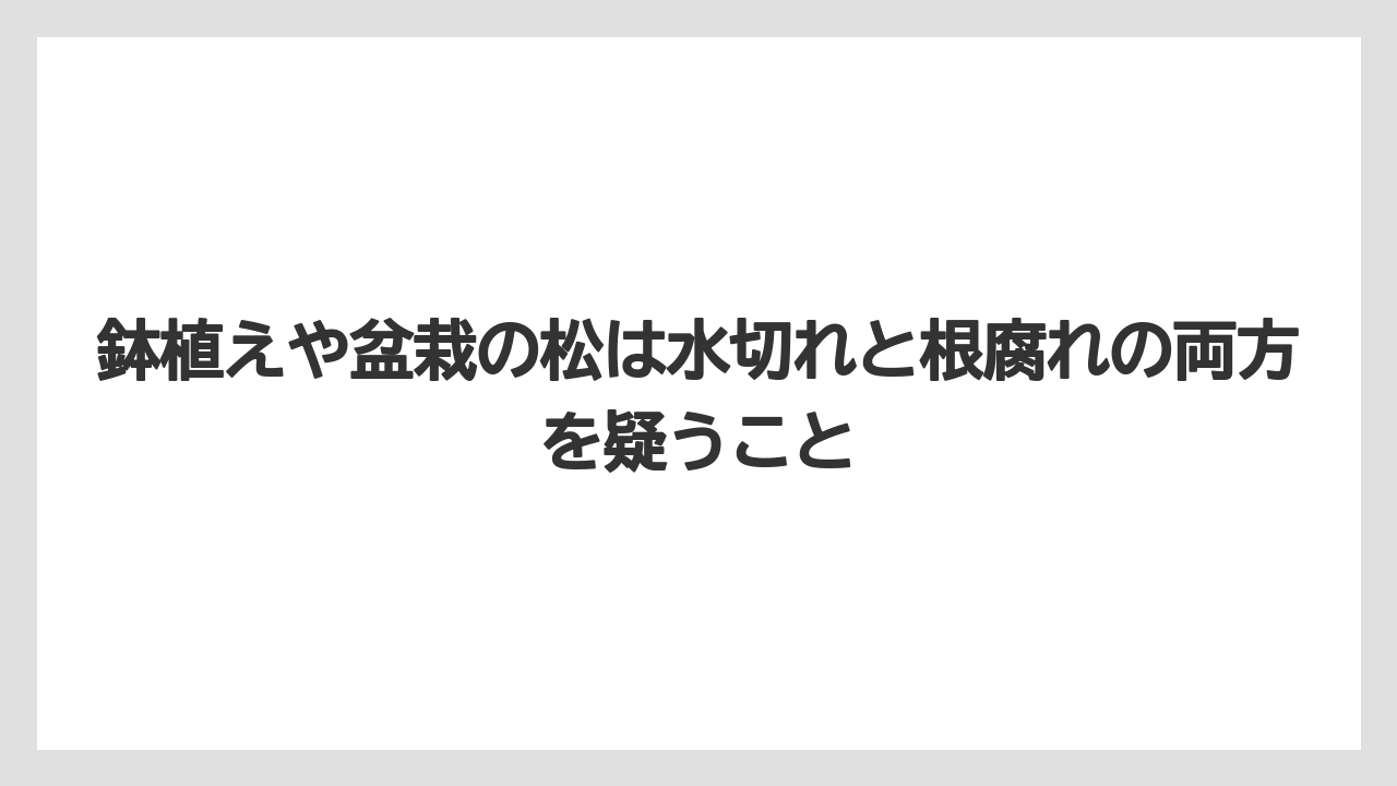 【枯れ】【栽培】【葉】鉢植えや盆栽の松は水切れと根腐れの両方を疑うこと