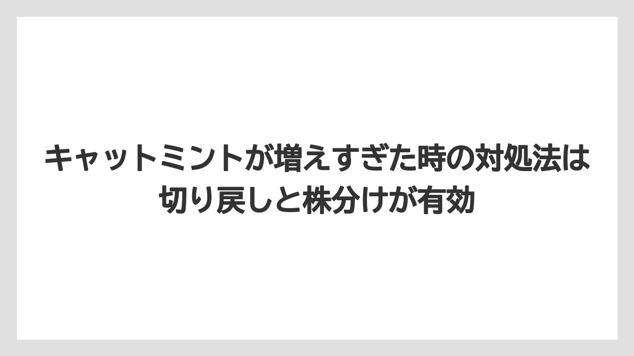 【ミント】【栽培】【猫】キャットミントが増えすぎた時の対処法は切り戻しと株分けが有効