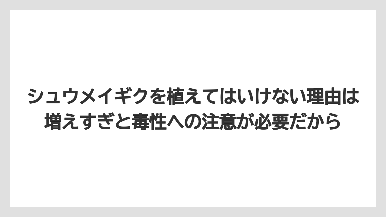【栽培】【農園】【農業】シュウメイギクを植えてはいけない理由は増えすぎと毒性への注意が必要だから