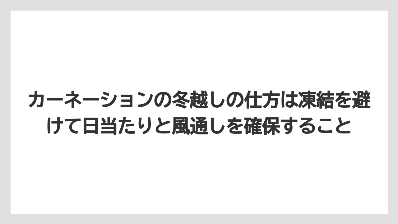 【栽培】【農園】【農業】カーネーションの冬越しの仕方は凍結を避けて日当たりと風通しを確保すること