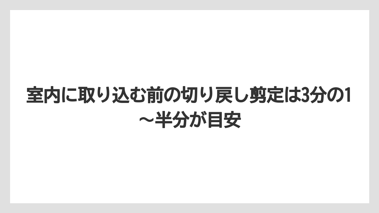 【剪定】【栽培】【越し】室内に取り込む前の切り戻し剪定は3分の1〜半分が目安