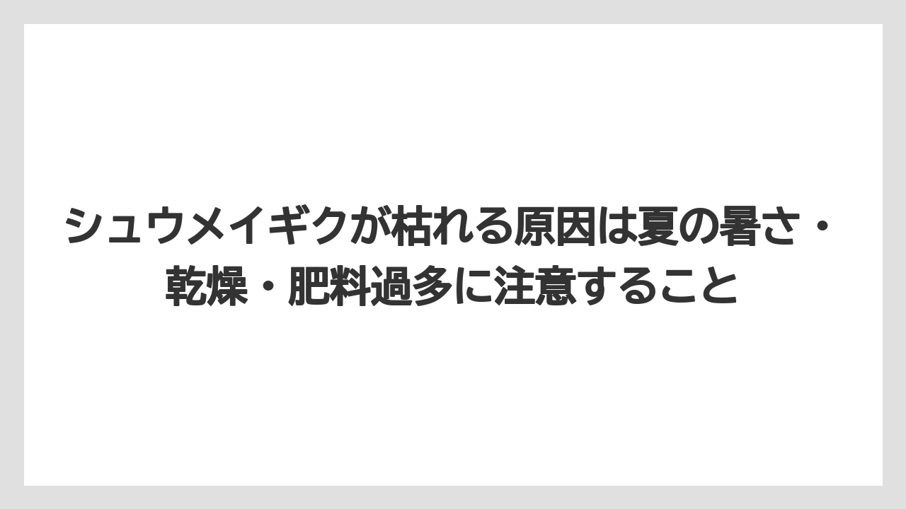【栽培】【農園】【農業】シュウメイギクが枯れる原因は夏の暑さ・乾燥・肥料過多に注意すること