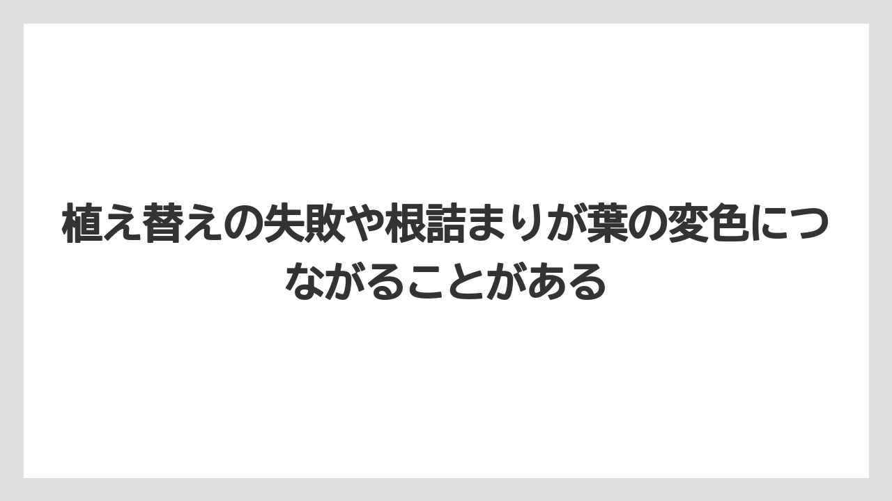 【栽培】【葉】【農業】植え替えの失敗や根詰まりが葉の変色につながることがある