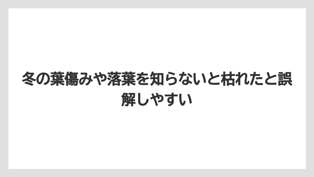 【レモン】【栽培】【農業】冬の葉傷みや落葉を知らないと枯れたと誤解しやすい