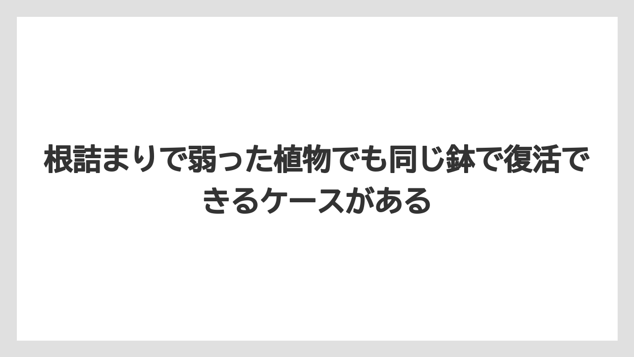 【栽培】【植物】【観葉】【鉢】根詰まりで弱った植物でも同じ鉢で復活できるケースがある