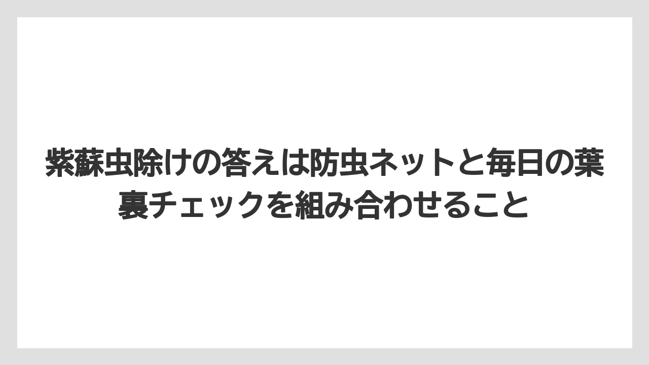 【栽培】【葉】【農業】紫蘇虫除けの答えは防虫ネットと毎日の葉裏チェックを組み合わせること