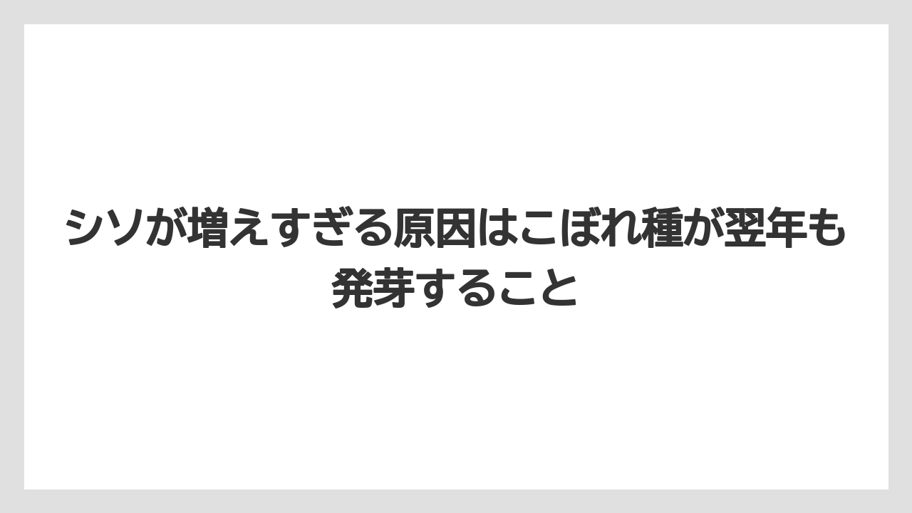 【いけない】【大葉】【庭】【栽培】【植え】シソが増えすぎる原因はこぼれ種が翌年も発芽すること