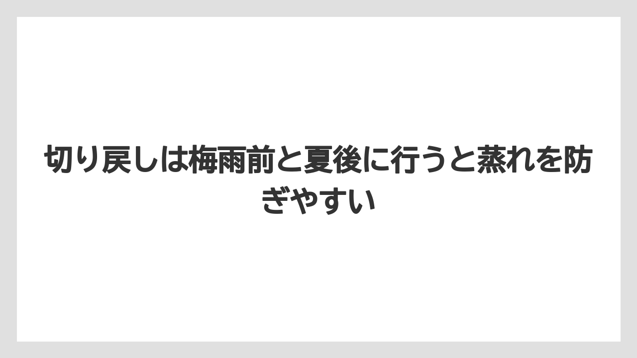 【栽培】【農園】【農業】切り戻しは梅雨前と夏後に行うと蒸れを防ぎやすい