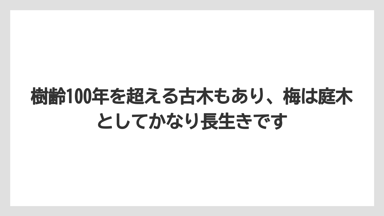 樹齢100年を超える古木もあり、梅は庭木としてかなり長生きです
