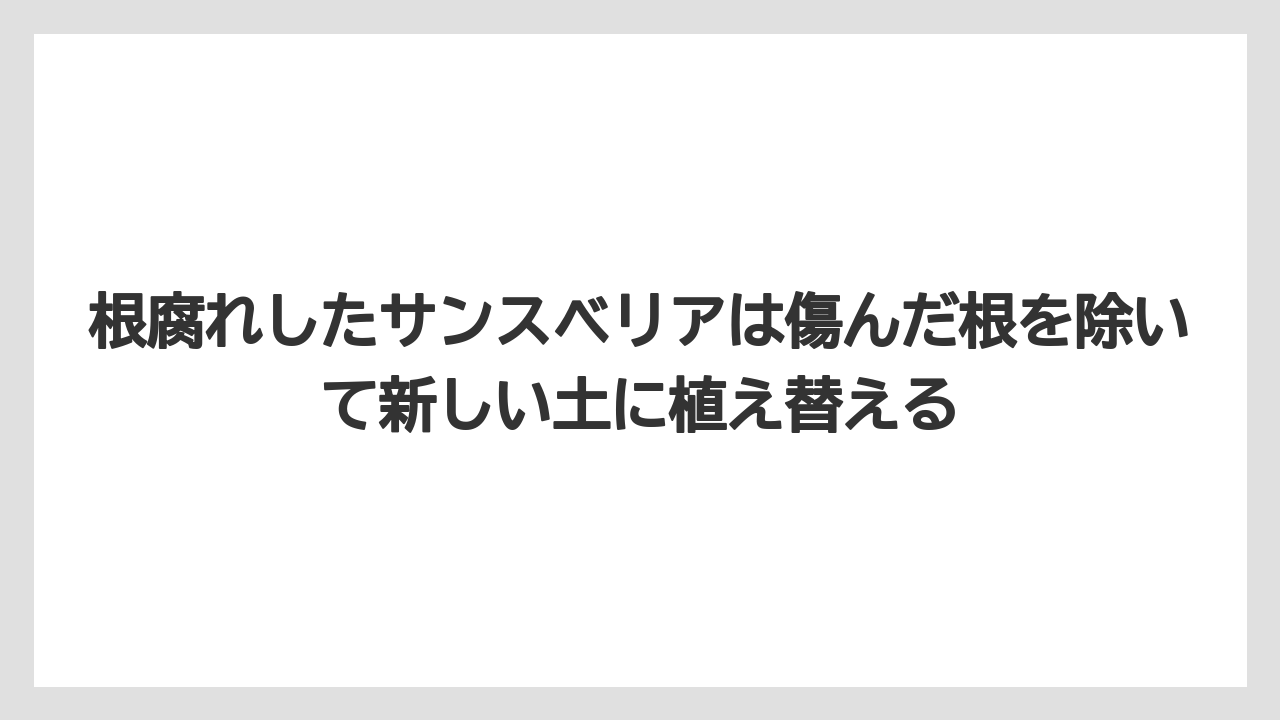 【サンスベリア】【栽培】【農業】根腐れしたサンスベリアは傷んだ根を除いて新しい土に植え替える