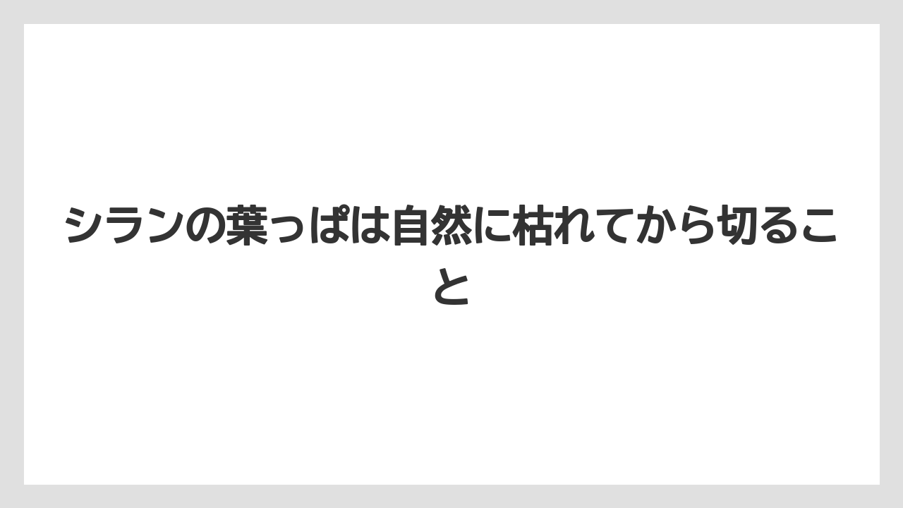 【栽培】【農園】【農業】シランの葉っぱは自然に枯れてから切ること