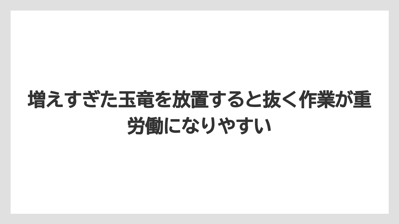 【しそ】【ミント】【栽培】増えすぎた玉竜を放置すると抜く作業が重労働になりやすい
