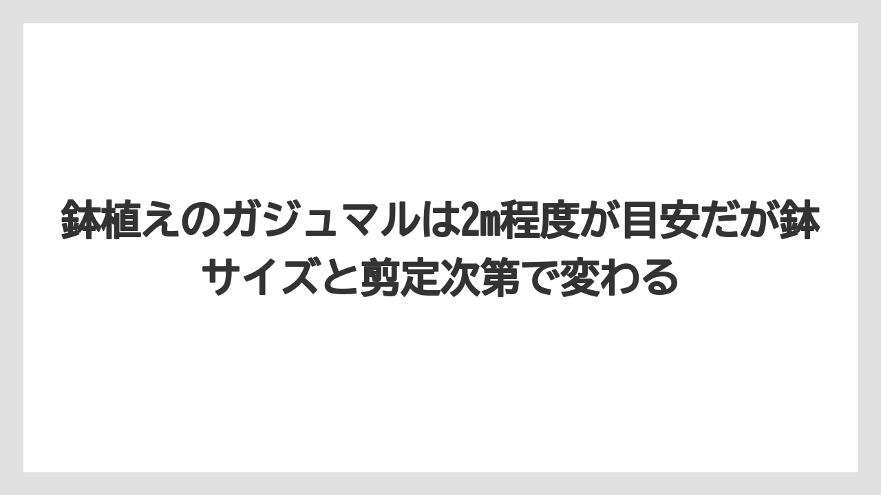 【ガジュマル】【剪定】【栽培】鉢植えのガジュマルは2m程度が目安だが鉢サイズと剪定次第で変わる