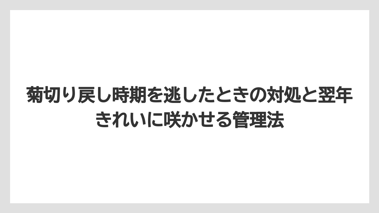 【栽培】【農園】【農業】夏菊・寒菊は開花時期から逆算して切り戻し時期を考える