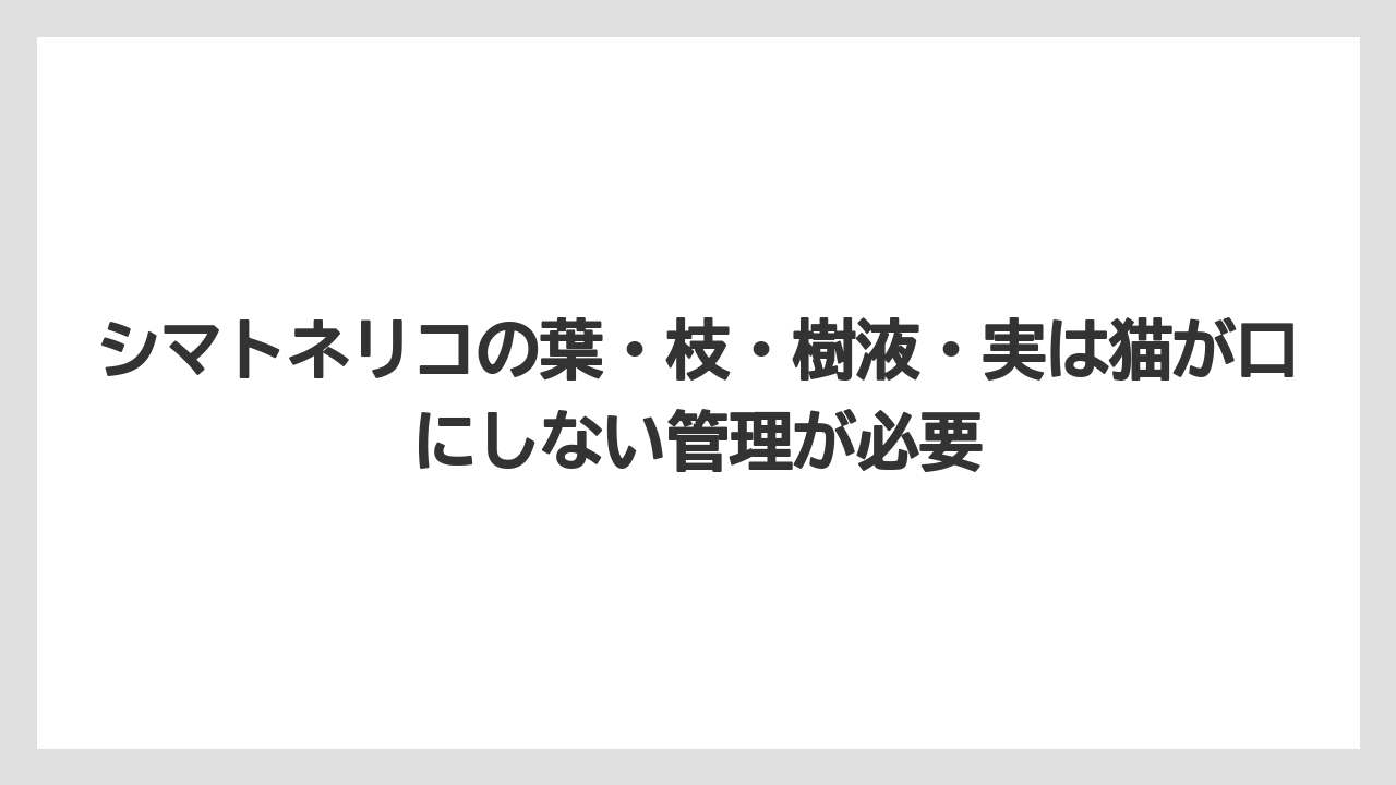 【しそ】【モンステラ】【栽培】【猫】【猫草】シマトネリコの葉・枝・樹液・実は猫が口にしない管理が必要