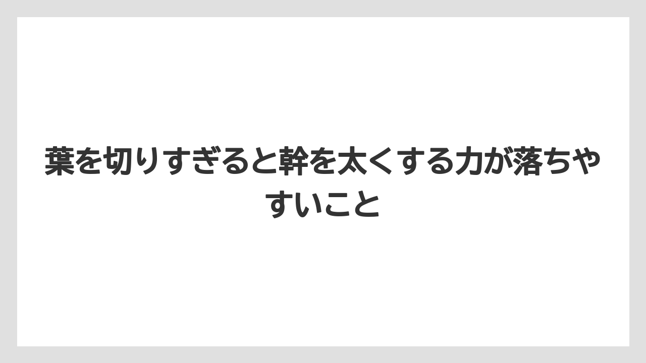 【パキラ】【木】【栽培】【育て方】葉を切りすぎると幹を太くする力が落ちやすいこと