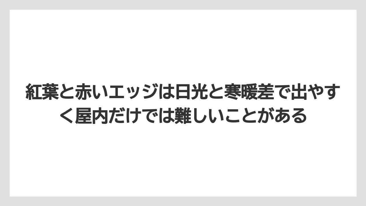 【100均】【栽培】【農業】紅葉と赤いエッジは日光と寒暖差で出やすく屋内だけでは難しいことがある