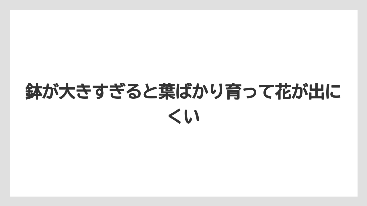 【栽培】【育て方】【花】【葉】鉢が大きすぎると葉ばかり育って花が出にくい