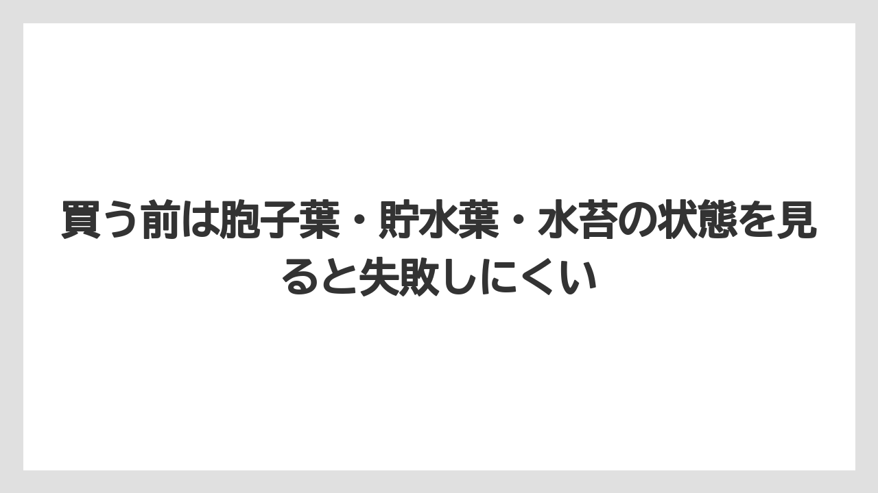 買う前は胞子葉・貯水葉・水苔の状態を見ると失敗しにくい
